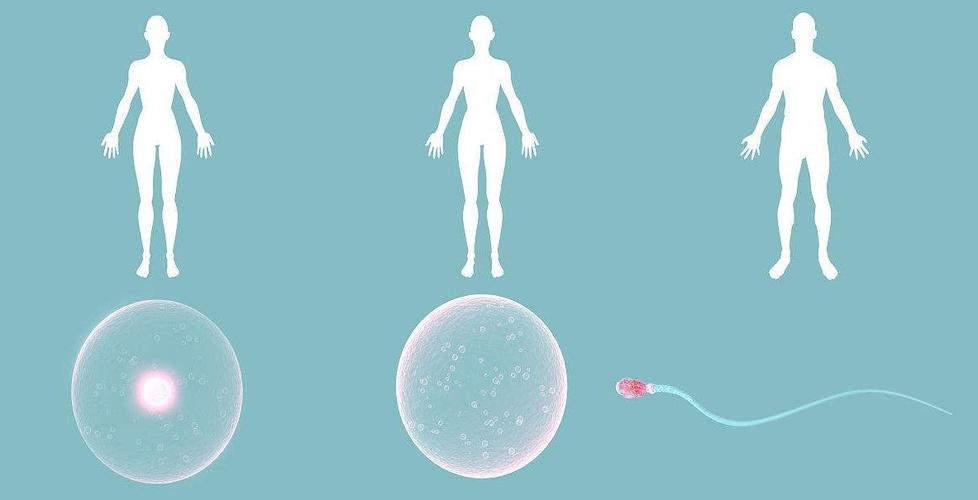 供卵试管婴儿能成功吗_供卵试管婴儿成功率如何？