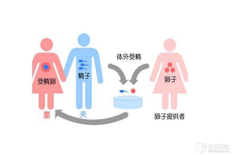 供卵试管代怀有哪些【供卵试管代怀:全面解析代孕流程及注意事项】